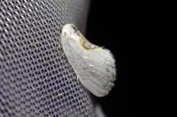 Cilix hispanica
