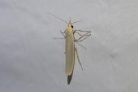 Eilema caniola