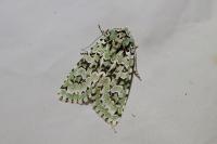 Griposia aprilina