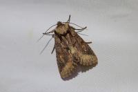 Allophyes oxyacanthae