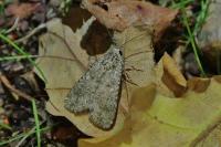 Spodoptera exigua