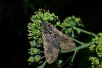 Peridroma saucia