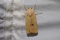 Noctua fimbriata