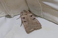 Eugnorisma glareosa