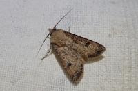 Agrotis segetum