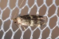 Oegoconia deauratella