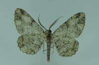 Peribatodes rhomboidaria