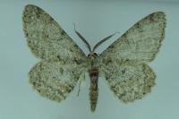 Hypomecis punctinalis