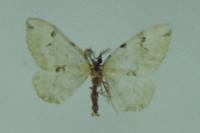 Colostygia pectinataria