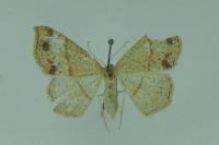 Cyclophora punctaria
