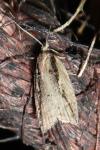 Acleris umbrana