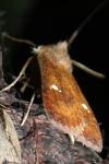 Eupsilia transversa