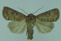 Hoplodrina octogenaria