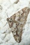 Agriopis leucophaearia