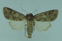 Luperina testacea