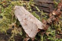 Orthosia populeti