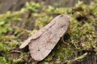 Orthosia populeti