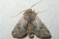 Orthosia incerta
