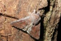 Orthosia incerta