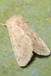 Orthosia cerasi