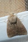 Orthosia cruda