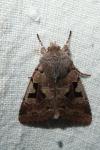 Orthosia gothica
