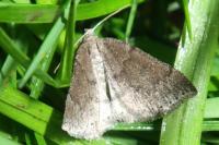 Aleucis distinctata