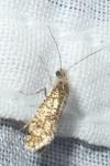 Dyseriocrania subpurpurella