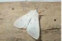 Diaphora mendica