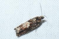 Epinotia immundana