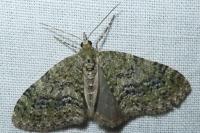 Acasis viretata