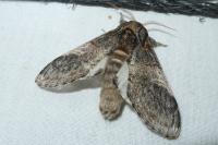 Notodonta tritophus