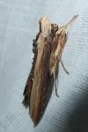 Cucullia verbasci