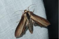 Cucullia verbasci