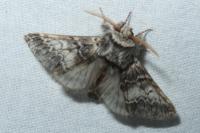 Drymonia ruficornis