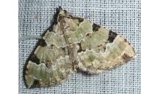Colostygia pectinataria