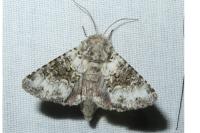 Hecatera bicolorata