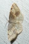 Stegania trimaculata