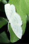 Cabera exanthemata