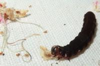 Eupsilia transversa