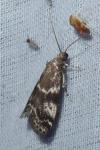 Assara terebrella