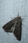 Agrotis segetum