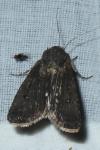 Agrotis segetum