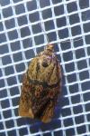 Ptycholoma lecheana