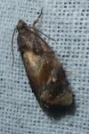 Ditula angustiorana