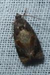 Ditula angustiorana