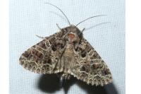 Hadena bicruris