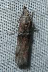 Nephopterix angustella