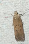 Bryotropha desertella/politella/terrella