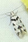 Pseudotelphusa scalella